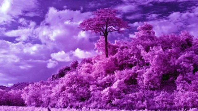 Guided Relaxation Meditation