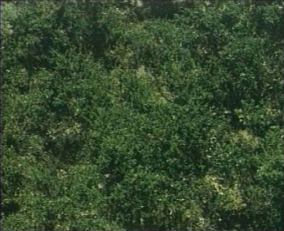 treiben ueberall Porno Film 1989