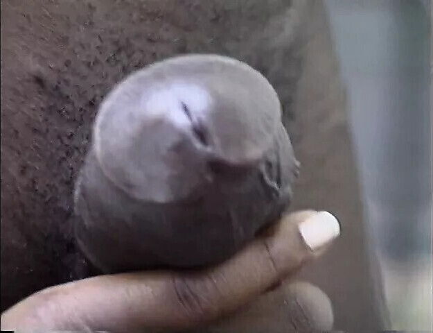 Black black action with busty ebony black stud fucki