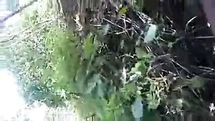 Indian Desi girlfriend Fucking Lover Forest