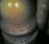 best blowjob (with swallow) life