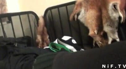 Amateur french brunette hard banged doggystyle