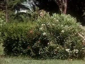 Gli Amori Bestiali Di Luana (1990)