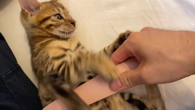 Pussy plays with Isn't cute?