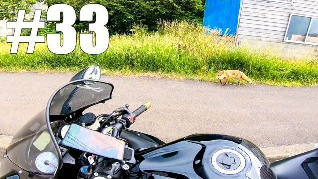 【仕事辞めて日本一周ツーリング Part33 北海道】キタキツネ・小樽【モトブログ旅（リメイク）】