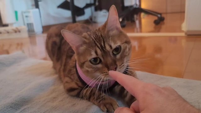 Pussy sexy clothes Erotic seduces you.