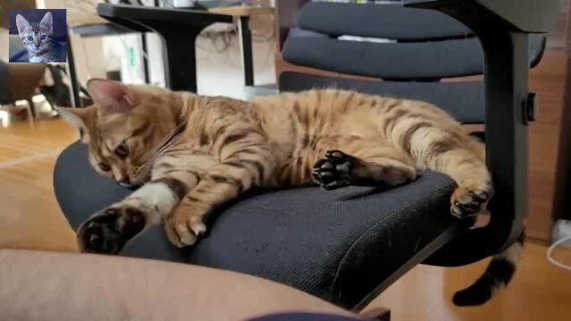 Compilation Pussy Excited