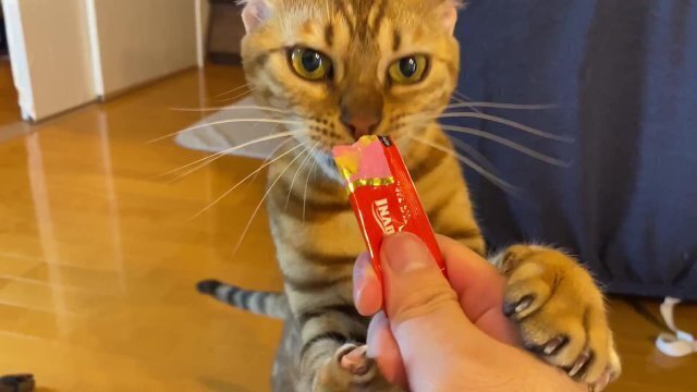 She's usually cool, when your stuff, becomes cute kitty Pussy crazy