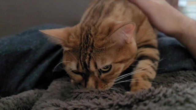 Sunday morning starts with being woken cute little kitty Normally cool, sweet