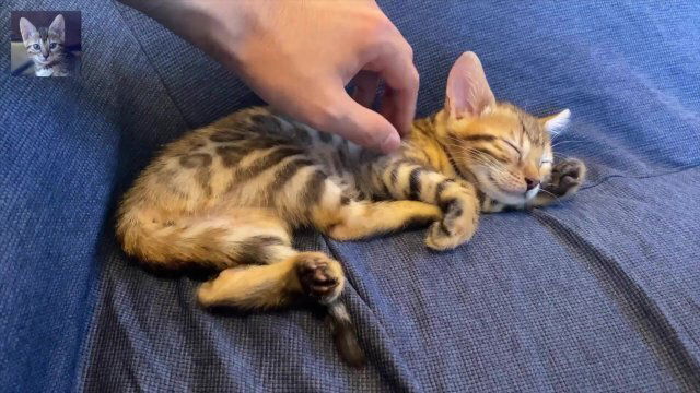 Please healed kitty wants spend time with romantic women's porn.bed........