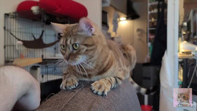 Relaxing Sunday morning with lovely kitty Gazing each other while flirting