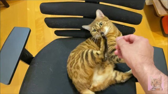 Stylish blonde pussy excited massage. porn woman