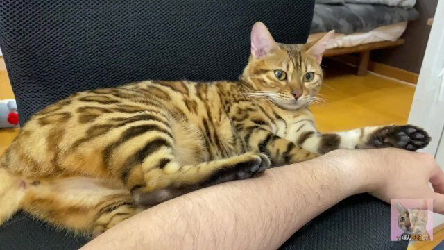 Incredibly beautiful Pussycat with tail makes love, best porn video woman