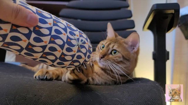 torture innocent kitty! felt good