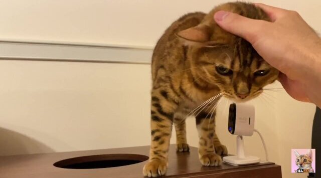 peeked into room stay home kitty came Suddenly intense pussy licking