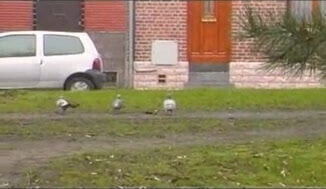 service francais.flv