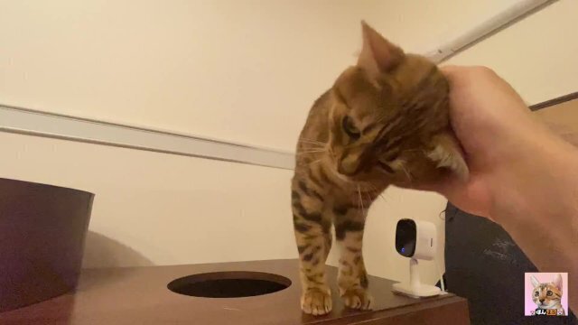 Cute kitten pampered loves lick It's kinky, watch Youtube.