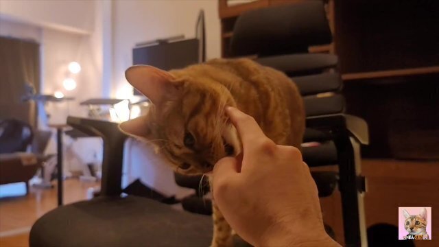 Making love kitty stares morning pussy likes lick