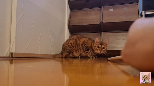 review Normally docile pussycat excited jumps won't go!!!!!!!!