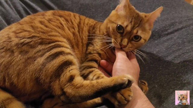 Intense play begins holiday morning Pussy sucks because feels good