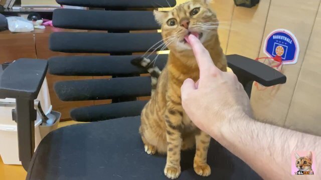 Intense play with poor kitty invites you 