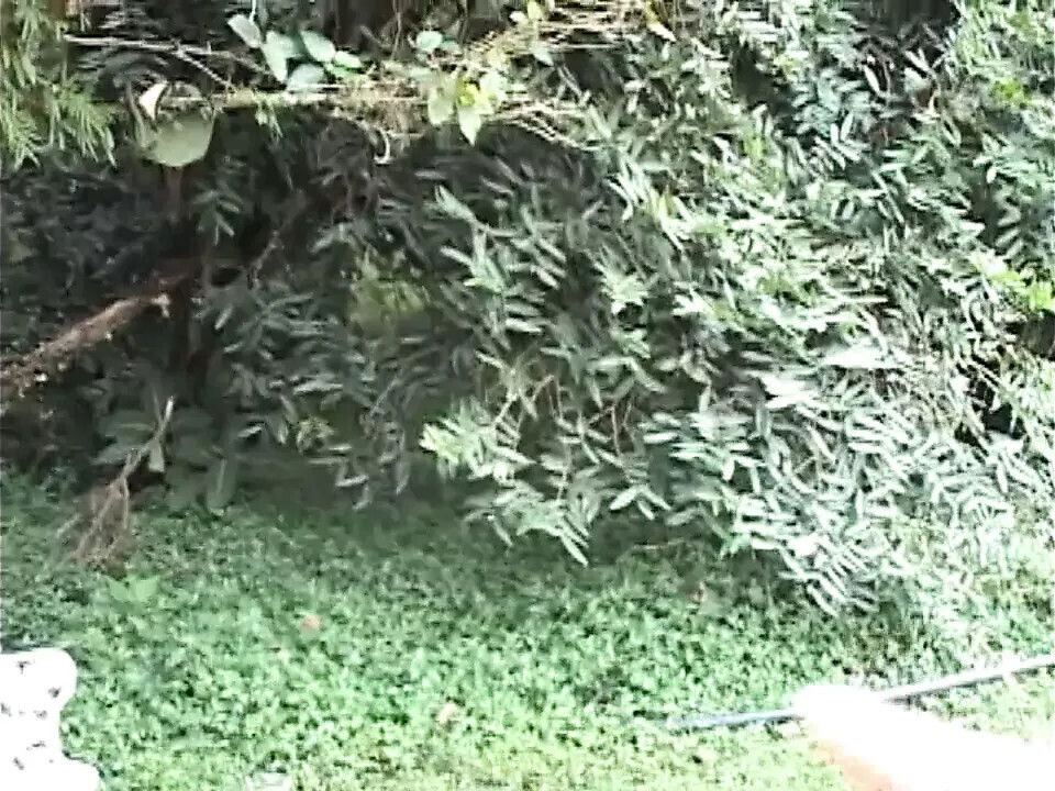 Fucking American Stallions chapter