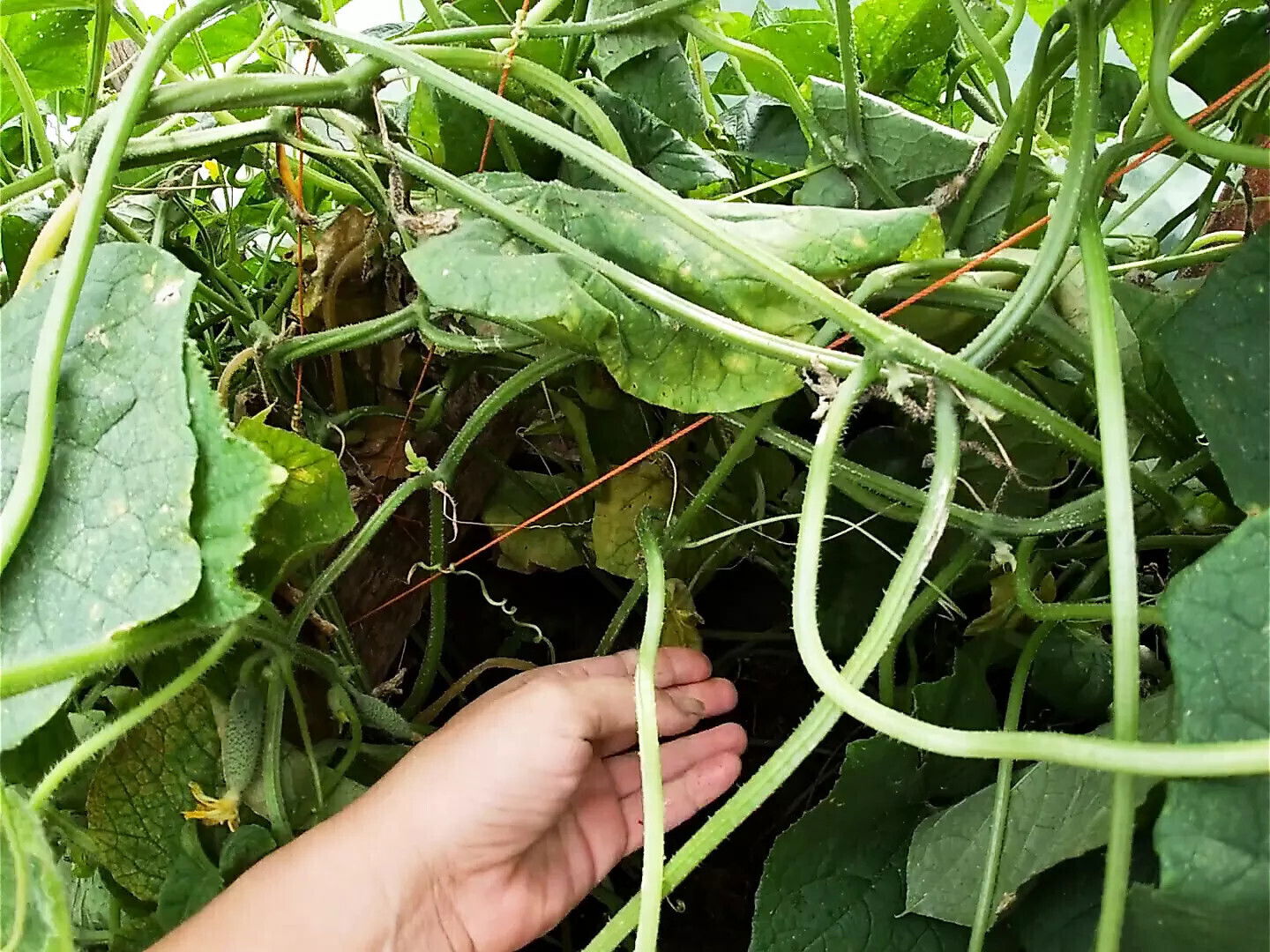 Cucumber Stretched Hairy Pussy