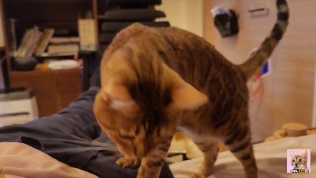 kitty sucks deliciously Pussy eating while staring