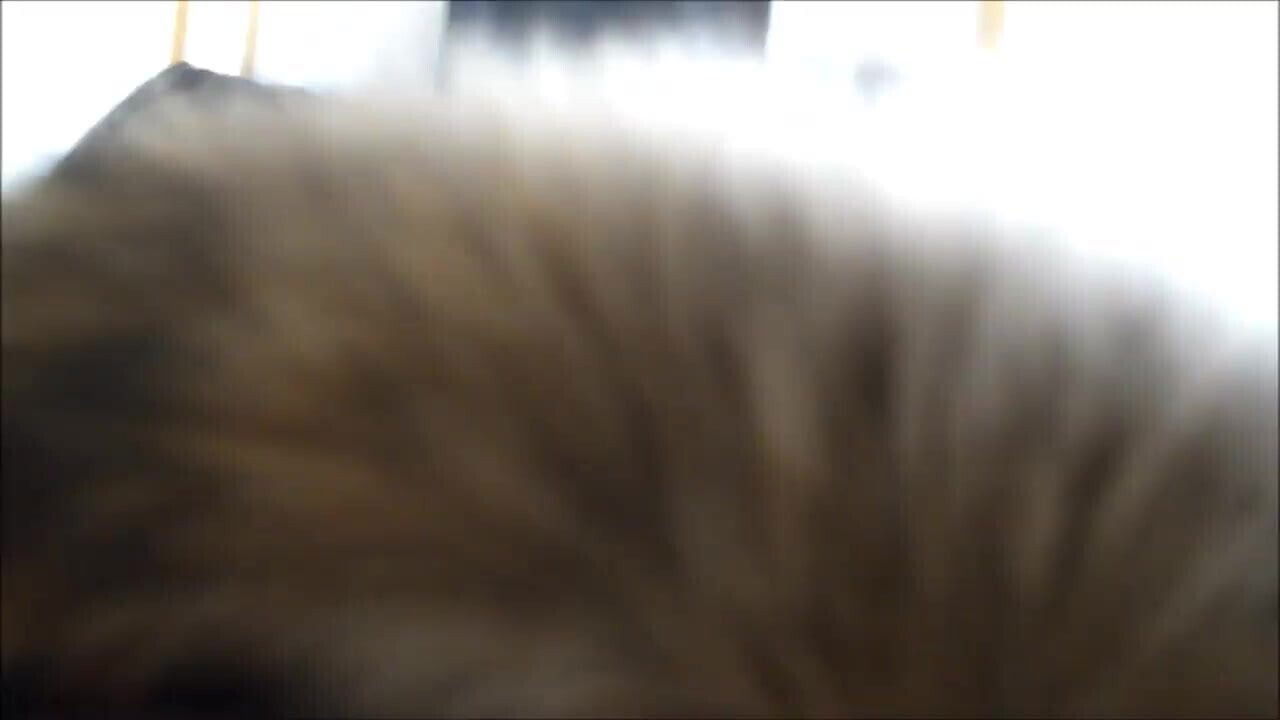 Down jacket 63 (Moncler)