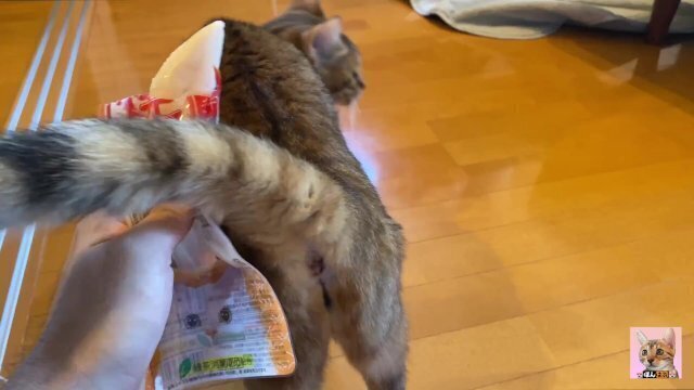 Pussy heat wants play with rather than provokes showing ass.