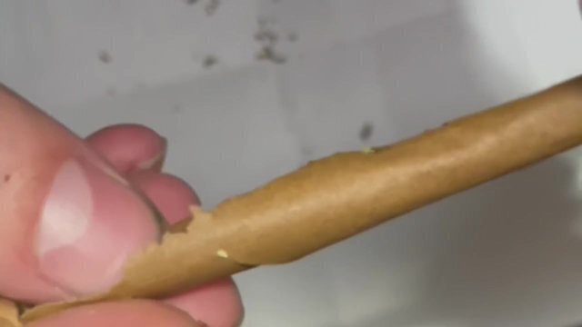 roll blunt beginners
