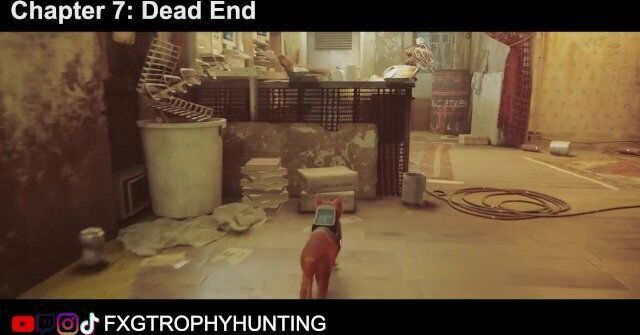 Territory Stray Trophy Achievement Guide