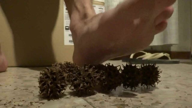 soles thorn plants part