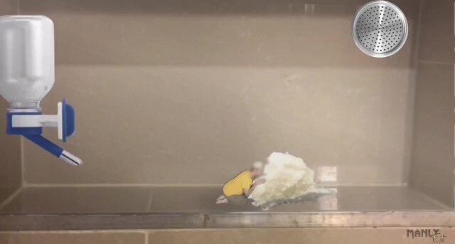 TINY BUILT TERRARIUM KEEP LITTLE BUDDY SAFE MANLYFOOT SHOULD TREAT