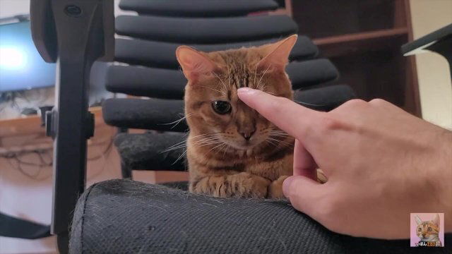 High-flying furry kitty feels nothing what Ignored owner