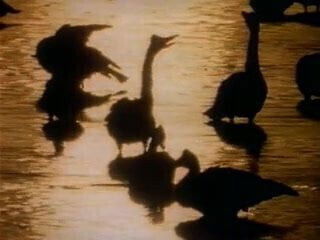 Homo Erectus (1996) directed DAmato