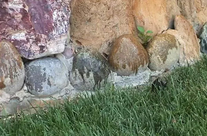 Porn Lesson USA!!! Episode