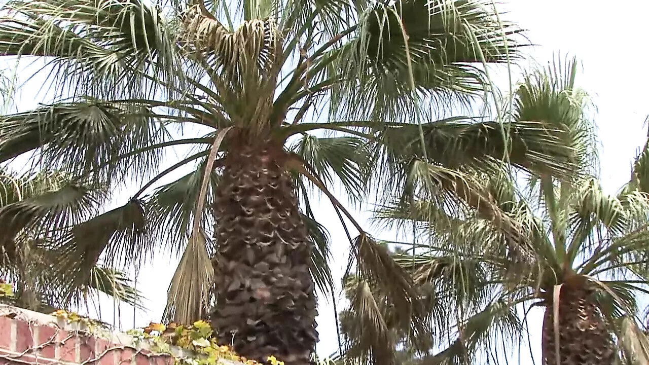 Provocative Bitches Just Want Fuck! (Full Movie-HD Version)