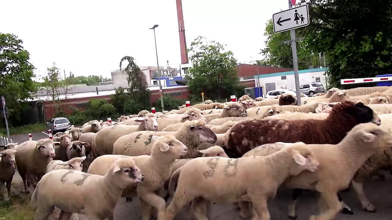 Mandy Mystery Lana Vegas: Mystery Vegas