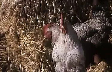 Partie Chasse Sologne (1979)