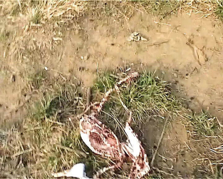 Italian wants your enjoy