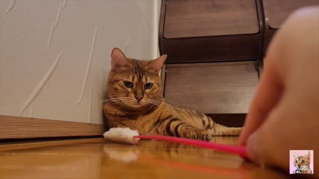 pussycat nervous play well.