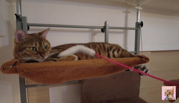 Perfect Pussy Kitten gets excited