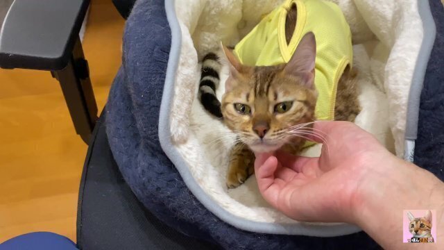 Pussy licking you while wearing clothes .... Licking passionately while staring at you