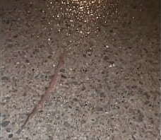 Daydreaming to the sound of rain asmr while watching worm crawl away from camera on wet ground