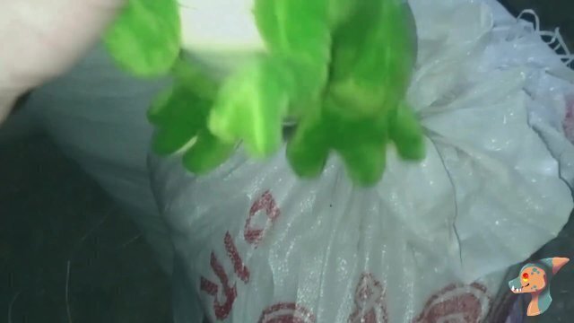 Play with green plush dino!!! hahaha