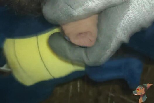 Small dino playb with