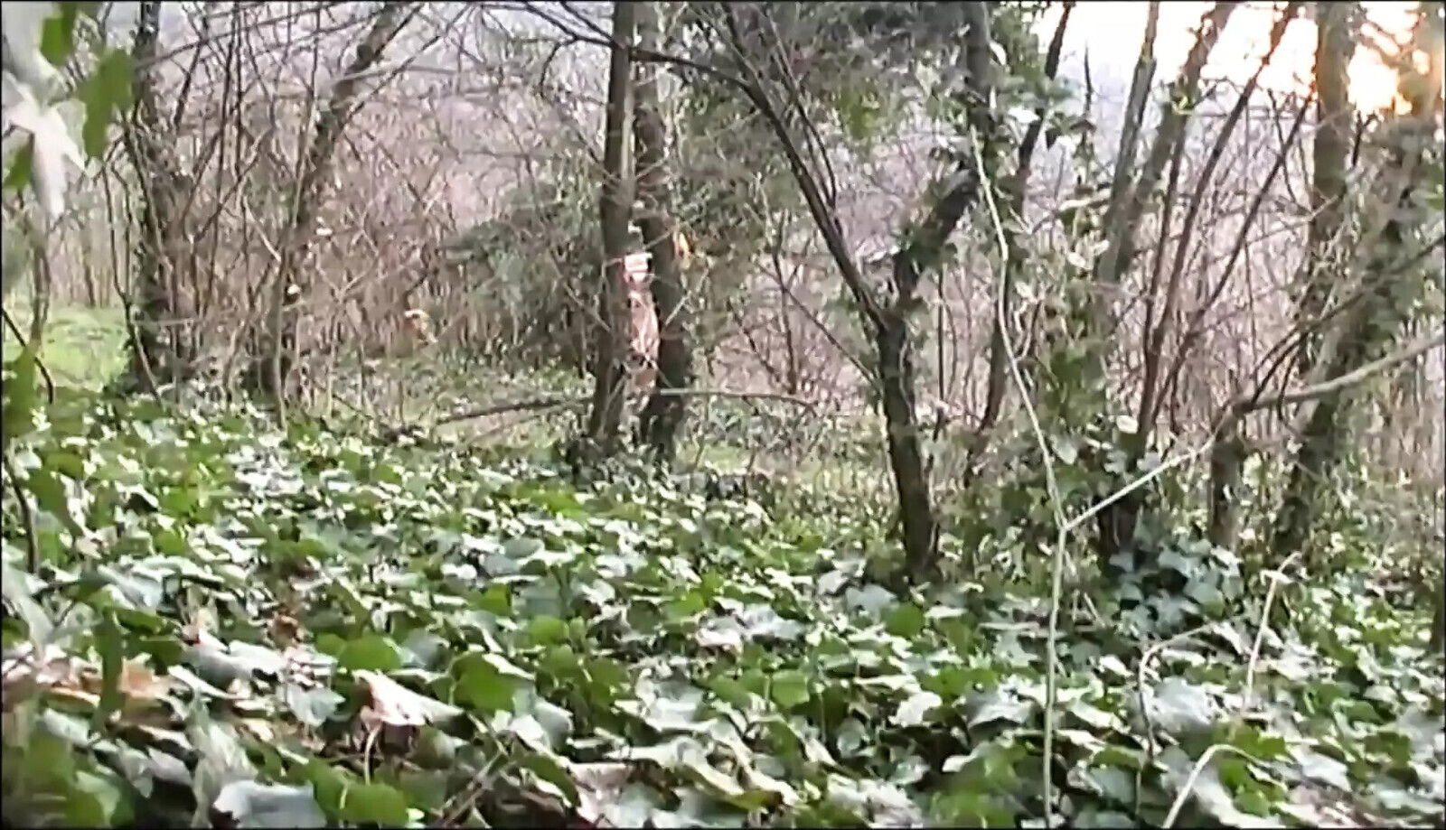 Film Dossier: ITALIA senza VERGOGNA delirio