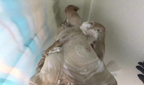 Variety Itsol's masturbating then fucking some more shower