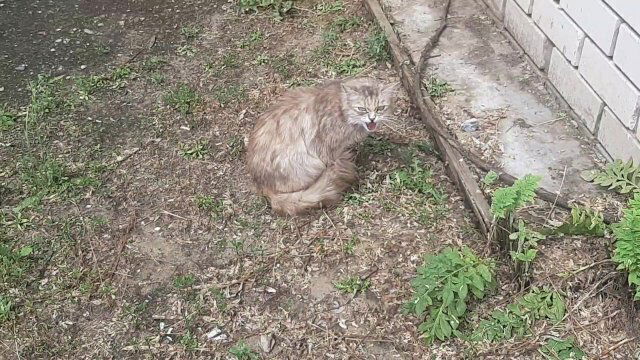 Накормил бездомного кота.